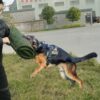 Dog Bite Sleeve Training