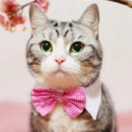 Bow Collar - Reem Pet Store