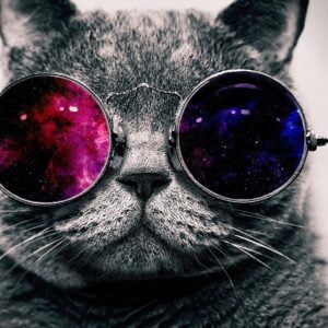 Cat glasses