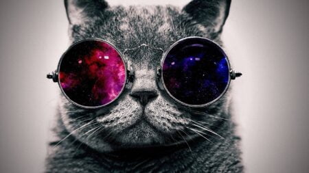 Cat glasses