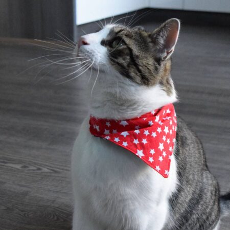 Cat Bib- Reem Pet Store