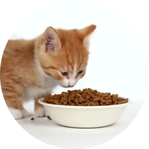 Kitten Food
