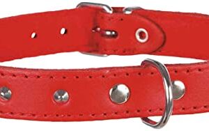 Trixie Basic collar with studs