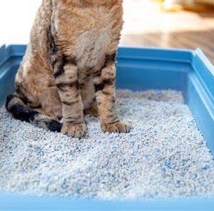 Cat Litter