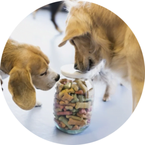 Dog Treats