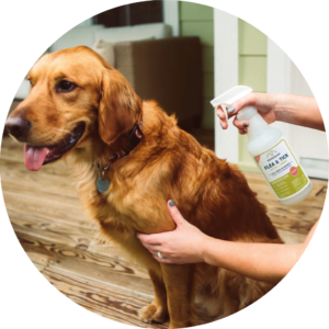 Flea & Tick Treatment for dogs