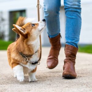 Active Puppy Fancy Leash