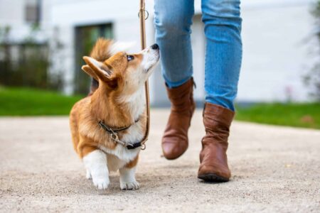 Active Puppy Fancy Leash