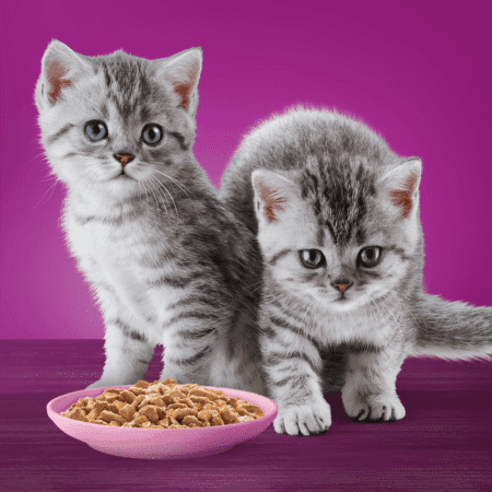 Whiskas poultry feast kitten jelly 4