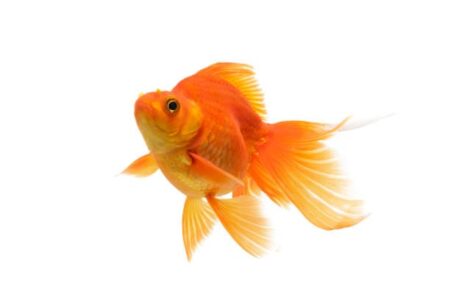 Gold fish swimming underwater