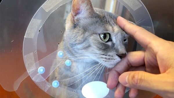 E-Collar for Cat & Dog